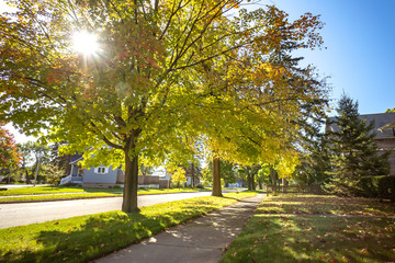 Autumn park natural landscape. Golden leaves foliage on trees in front of road in village at late Autumn