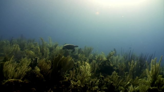 Turtle swims in undewater sea and ocean life on background of marine wildlife on Cuba. Concept peaceful relations, friendship between underwater animals and people.