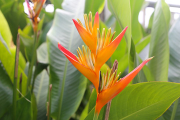 Bird of Paradise in bloom.