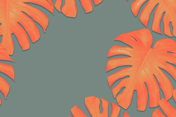 colorful monstera jungle leaves plant on gray background