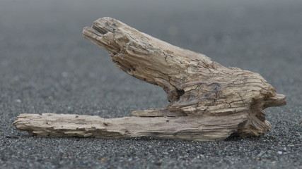 砂浜の流木