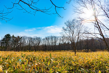 Fototapeta premium withered trees and blue sky in the woodland in sunny day. A hiking concept backgrounds. Kushiro Shitsugen national park, Hokkaido, Japan