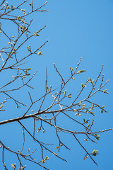 close-up trees buds and branches with blue sky backgrounds