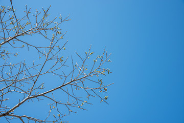 close-up trees buds and branches with blue sky backgrounds