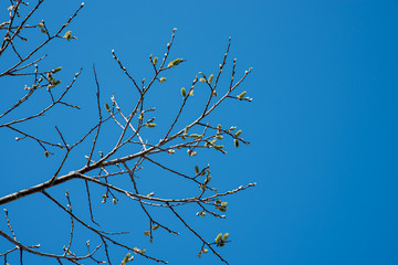 close-up trees buds and branches with blue sky backgrounds