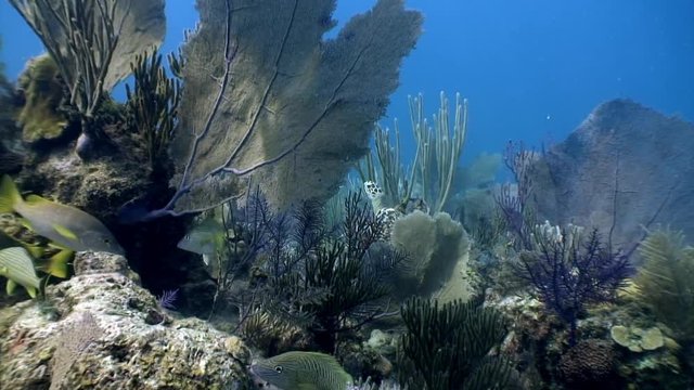 Turtle swims together surrounded by diver in undewater sea and ocean life on background of marine wildlife on Cuba. Concept peaceful relations, friendship between underwater animals and people.