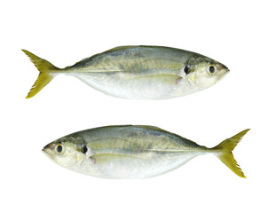 BAREBREAST JACK Fish isolated on white.