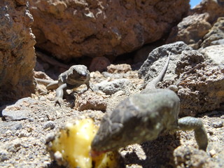 Reptil in Angriffsstellung