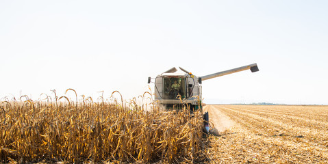 Combine harvester working in a corn field