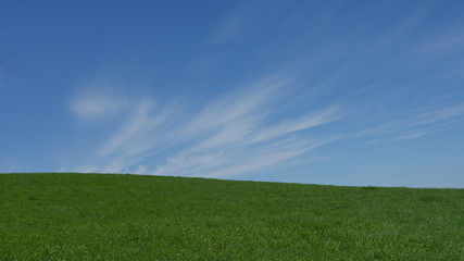 Fototapeta premium 草原