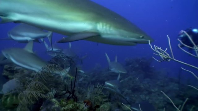 Close-up school of gray sharks near people diver in underwater Caribbean Sea and animal predator in marine life in tropical wildlife of aquatic exotic ecosystem of ocean Cuba.