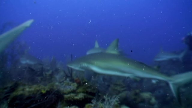 Diving with sharks in school of gray sharks near people diver in underwater Caribbean Sea and animal predator in marine life in tropical wildlife of aquatic exotic ecosystem of ocean Cuba.