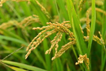 Mature rice in the field