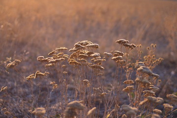 dry yarrow plants on autumn blurred background © Михаил 