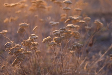 dry yarrow plants on autumn blurred background