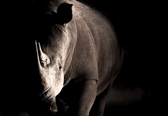 Rhino Black and White © Thinus van Staden 