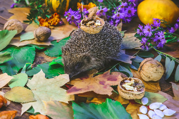 little hedgehog on a wooden table with autumn attributes