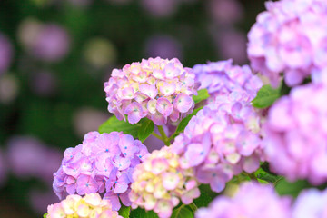 Obraz premium Purple Hydrangea flower in the garden