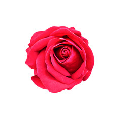 Red rose petal flower spiral patterns texture blooming in nature garden top view isolated om white background , clipping path