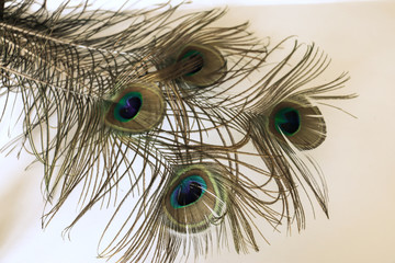 Fototapeta premium peacock feathers