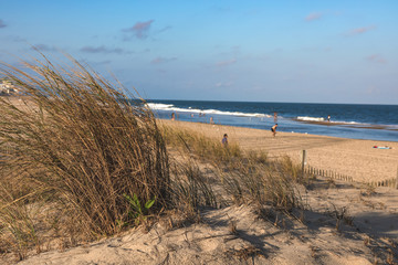Scrubby Landscape at Ocean City, Maryland
