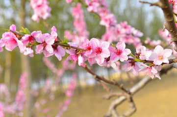 In full bloom in the peach blossom