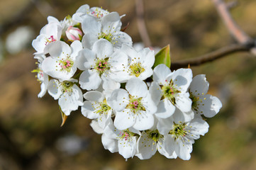 Fototapeta premium Pear flower in full bloom in spring