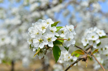 Pear flower in full bloom in spring