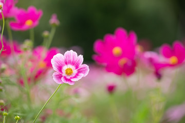 秋の里山のコスモス畑