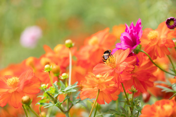 秋の花畑でコスモスの蜜を吸う蜂