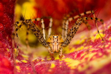 Spider on a flower