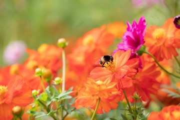 秋の花畑でコスモスの蜜を吸う蜂