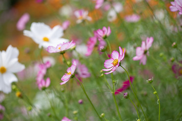 秋の里山のコスモス畑