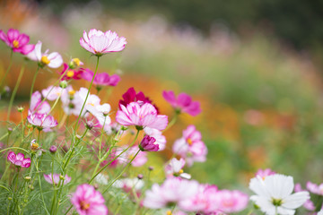 Obraz premium 秋の里山のコスモス畑