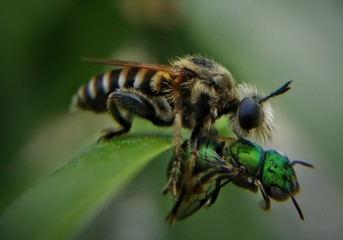 bee on leaf with food
