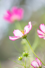 Fototapeta premium 秋の里山のコスモス畑