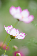 Fototapeta premium 秋の里山のコスモス畑