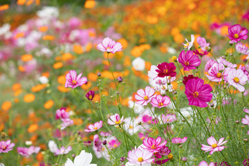 秋の里山のコスモス畑
