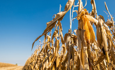 Ripe corn on the cob in a field