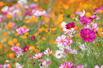 秋の里山のコスモス畑