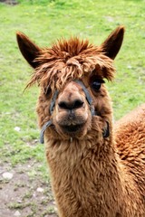 Fototapeta premium brown alpaca