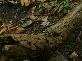 倒木と落ち葉