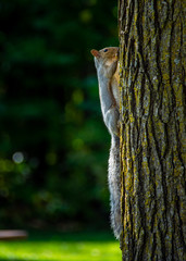 Squirrel on a tree