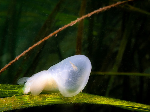 Hooded Nudibranch (Melibe leonina)