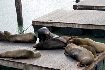 Fototapeta premium sea lion scratching