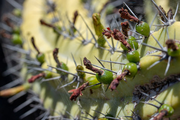 Detail of Cochal cactus, Myrtillocactus cochal