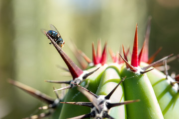 Metallic blue fly perched on cochal cactus spike