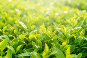 Green tea buds and leaves at early morning on plantation