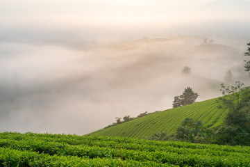 Green tea plantation at early morning