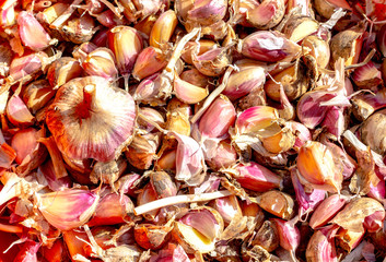 Many cloves and one bulb of garlic grown in an environmentally friendly way. A lot of dirty fresh garlic as a background. Closeup of a good crop of wholesome medicinal vegetable.